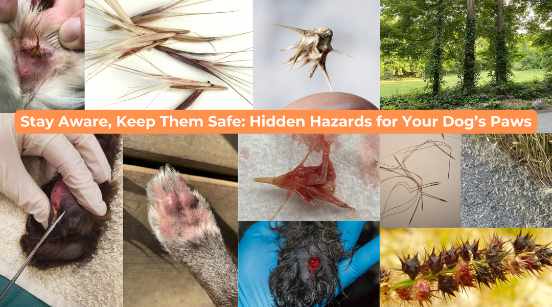 Protect Your Pup: Hidden Outdoor Dangers Every Dog Owner Should Know